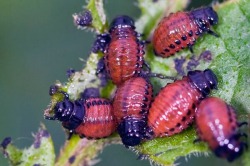 Личинки колорадского жука: фото